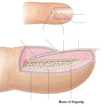 Chapter 5 Integumentary System Nail Diagram Quizlet