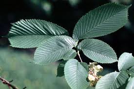 Image result for Eschenbachia ulmifolia