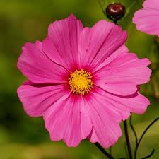 Cosmos Seeds For Sale 31 Varieties Annual Flower Seeds Annual Flowers Flower Seeds Cosmos Flowers