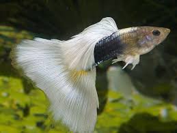 This combination of maturing rapidly, birthing live young and almost constant reproduction means guppies reproduce very rapidly. Types Of Guppies Guppies Are A Very Easy To Breed Fish Species They Also Adapt Quickly To Their Environment And This Is What Guppy Fish Guppy Aquarium Fish