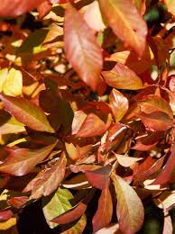 Image result for Nyssa sylvatica