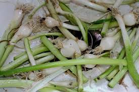 Cara menanam bawang merah kali ini telah dilakukan oleh mitra kami yang bernama bpk zein dari madura. Cara Menanam Daun Bawang Dengan Mudah Pakai Sisa Bahan Di Dapur Bisa Hipwee Line Today