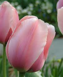 Tulip Salmon Impression Impression Tulips Tulips Flower Bulb Index Tulip Flower Pictures Bulb Flowers Tulips