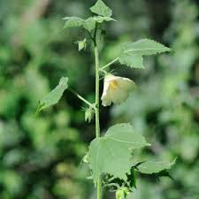 Image result for Hibiscus vitifolius