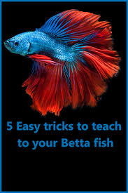 5 Easy Tricks To Teach To Your Betta Fish Pet Fish Betta Betta Fish