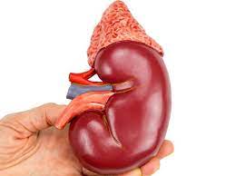 Uremia Treatment Symptoms And Causes
