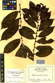 Image result for Bridelia atroviridis