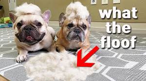 Due to their small size mini french bulldogs can be. Are French Bulldogs Hypoallergenic Ourfrenchie