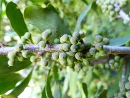 Image result for Rapanea melanophloeos