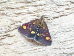 Image result for Pyrausta aurata