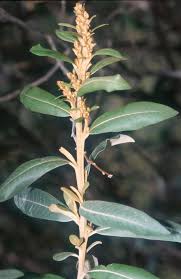 Image result for Tarchonanthus camphoratus