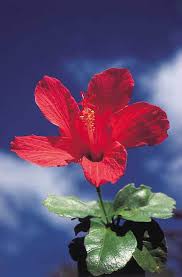 Image result for Hibiscus seineri