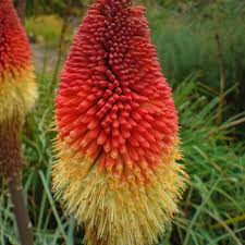 Image result for Kniphofia princeae