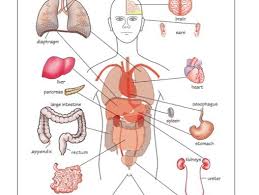 It was not on purpose, but if he had left the ball to me to slam, he wouldn't had fractured my finger. Teaching The Visible Parts Of The Human Body Teaching Resources