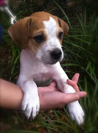 Quentin the Jack-a-Bee Puppy's Web Page