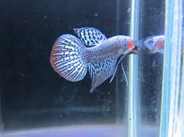 Rare betta fish shopping spree new baby betta fish. 1x Betta Live Fish Rare Alien Hybrid Wild Pet Supplies Aquariums Bodhi Leaf Tail Ebay