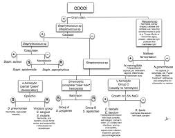 Bacteria Identification Flow Chart