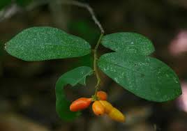 Image result for Monanthotaxis trichantha