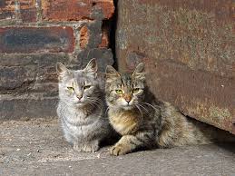 Pet Rusty Spotted Cat What It S Like To Have Lil Pet