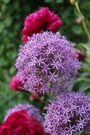 Bold And Beautiful Alliums For Every Garden Vermont Maturity