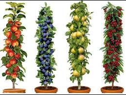 Si la taille des poiriers et des pommiers se fait en hiver, il ne faut toutefois pas que ce soit durant une période de gel. Les Arbres Fruitiers Nains Culture Plantation Entretien Et Varietes Youtube