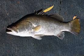 Namun hindari mancing kakap di saat bulan terang, ini karena ikan kakap putih saat terang bulan disibukkan oleh aktivitas kawin. Tips Mancing Ikan Kakap Putih Di Muara