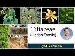 Image result for Pearsonia cajanifolia