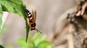 Cicada killer wasps are large, solitary wasps in the family crabronidae. Good Natured 2 Inch Long Cicada Killer Wasps Quite The Buzz In Kane County Il Kane County Connects