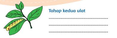 Pada bagian tema 5 subtema 1, yang di pelajari adalah temanya tentang keadaan cuaca. Kunci Jawaban Kelas 3 Sd Tema 1 Halaman 125 126 128 129 130 Subtema 3 Daur Hidup Kupu Kupu Pertumbuhan Dan Perkembangan Makhluk Hidup