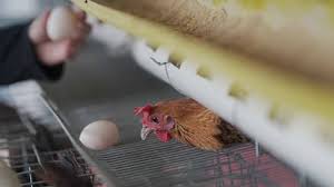 We did not find results for: Peternakan Ayam Kampung Petelur Di Bogor Vlix Id