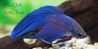 Interesting Facts About The Veiltail Betta Betta Fish Aquarium Tank Bettafish Betta Fish Types Betta Betta Fish
