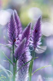 Pin On My Favourite The Colour Purple