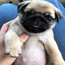 Cheap teacup boxer puppies for sale near me: Rooney Teacup Pug Puppies For Sale Near Me Beautiful Pug Puppies