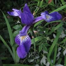 Image result for Gladiolus ecklonii