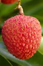 Epingle Sur Fruits Legumes Exotiques Exotic Fruits Vegetables