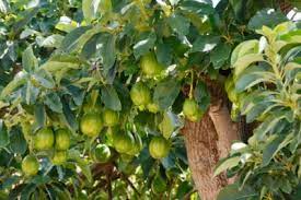 Information On Full Grown Avocado Trees As A Natural Understory Tree Avocados Usually Grow To A Heig Growing An Avocado Tree Avocado Tree Avocado Tree Size