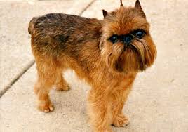 Doch nicht nur als vielleicht führt diese annahme auch dazu, dass männer mit bart von frauen auch zugeschrieben. Hunderassen Griffon Bruxellois Brusseler Griffon