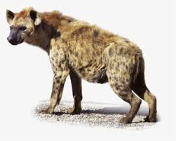 Hyena Logo Hyena Cartoon Png Transparent Png Transparent Png Image Pngitem Use it in your personal projects or share it as a cool sticker on tumblr, whatsapp, facebook messenger, wechat, twitter or in other messaging apps. hyena cartoon png transparent png