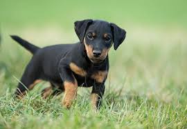 Black And Tan Jack Russell Jagdterrier Deutscher German Hunt Terrier Irish Black And Tan Jack Russell Terrier Aislinge Bray Terriers Dieren Hondenpatroon Terrier