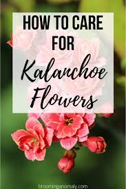 How To Grow Kalanchoe Flowers In 2020 Kalanchoe Flowers Container Gardening Flowers Diy Container Gardening