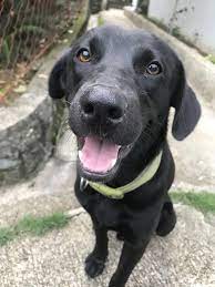 In fact, even today, there is no specific look for the aspin breed. This Is Dos A Full Black Aspin Aspins Asong Pinoy Philippine Dog Are Formerly Called Askals Asong Kalye Street Dog Street Dogs Cute Cats And Dogs Dogs