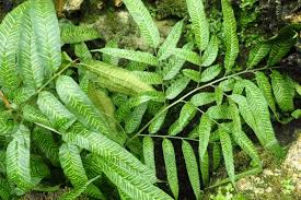 Image result for Coniogramme