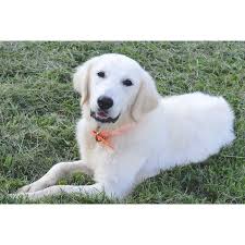 Mother is a 58# registered golden retriever and father is a 32# 1/2 poodle, 1/4 cavalier, cocker spaniel. Golden Retriever Dog Shipping Rates Services