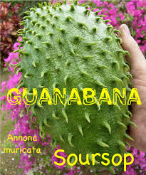 Image result for Annona muricata