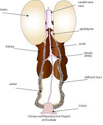 Image result for how to insert male organ into female organ