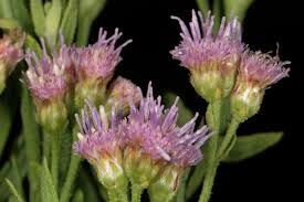 Image result for Litogyne gariepina