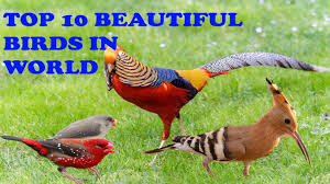 What about all their beautiful colors? Top 10 Most Beautiful Colorful Birds In The World Most Stunningly Beautiful Birds In World Youtube