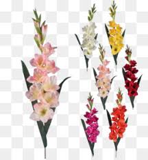 Maybe you would like to learn more about one of these? Gladiolus Png Gladiolus Border Gladiolus Tattoo Gladiolus Tattoo For Girls Gladiolus Bloom Gladiolus No Background Gladiolus Vinyl Gladiolus Flower Drawing Gladiolus Defintion Gladiolus August Gladiolus Boquet Rainbow Out Of Gladiolus Rainbow Of