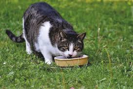 Lihat juga makanan kucing anggora. Bisa Buat Di Rumah Resep Makanan Kucing Agar Gemuk Dengan Tempe Dan Ikan Kabar Besuki