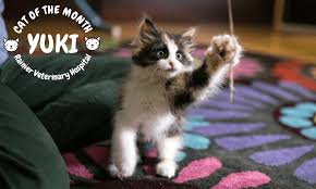 Cat Of The Month August 2018 Yuki Rainier Veterinary Hospital In Seattle Wa
